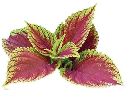 coleus forskolia dans le cadre de Reduslim