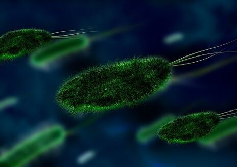 la cause de la gastrite est une bactérie - Helicobacter